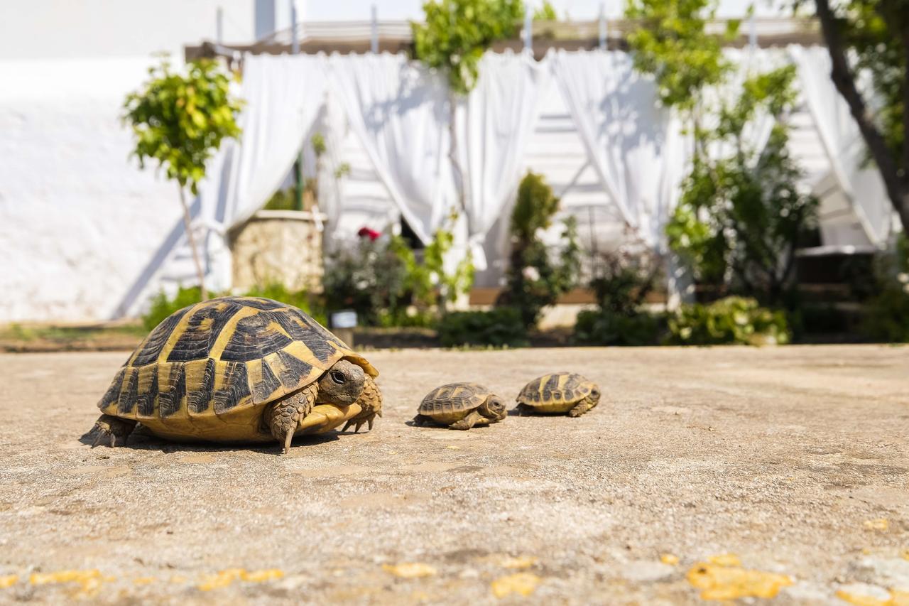 Hotel Abril 37 Ciutadella  Ngoại thất bức ảnh